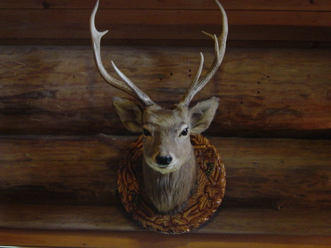 ログハウス内に飾られている鹿の剥製、他にはヒグマの皮だけを入口壁面に飾られていた。