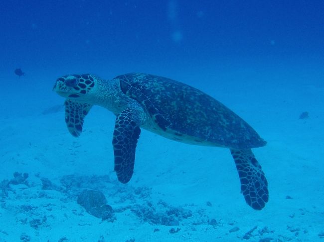 私が大好きなウミガメ♪