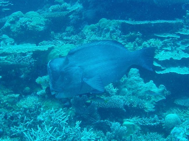カンムリブダイのでかさに\(◎o◎)／！