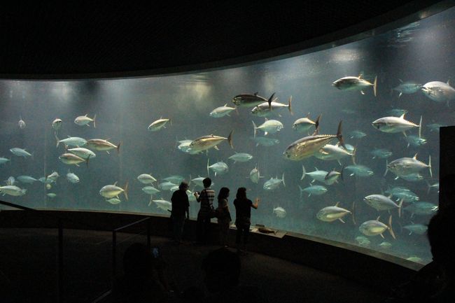 目の前をクロマグロが行ったり来たり こんな眺めはいかが 葛西臨海水族園 葛西 東京 の旅行記 ブログ By ニッキーさん フォートラベル