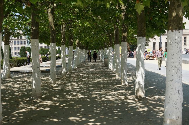 木の幹が白くぬってある。。。<br />なんででしょう。