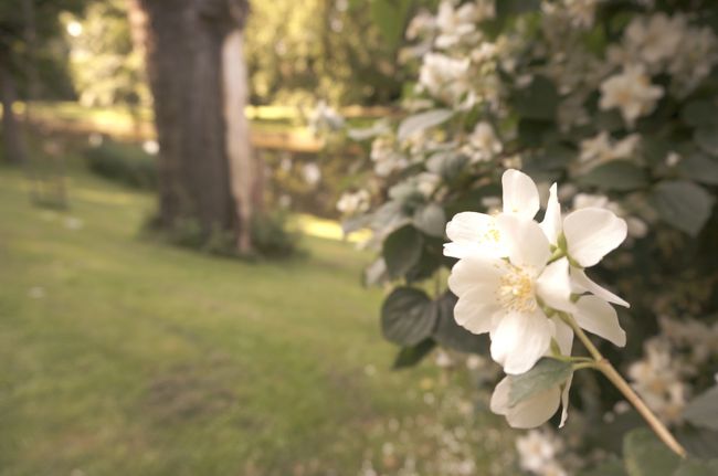 静かな朝の公園。<br /><br />だーれもいませんでしたｗ<br />9時半くらい、たまに自転車で通り過ぎる地元の方がいるくらい。<br />
