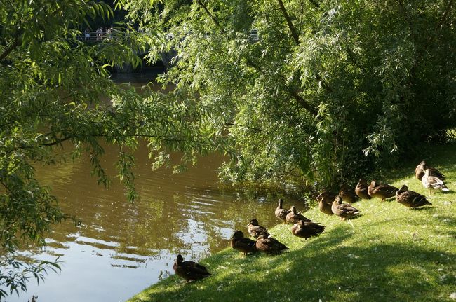 あひる？かも？<br />がたくさんいました。<br />