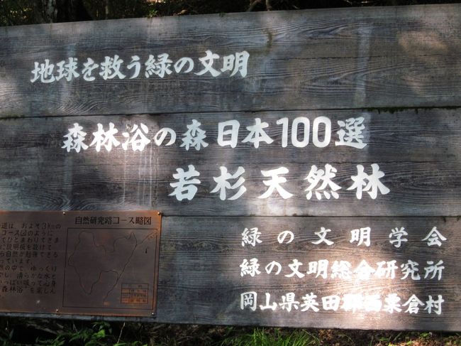 午後は海産ショップにお買い物休憩ののち若杉原生林へ