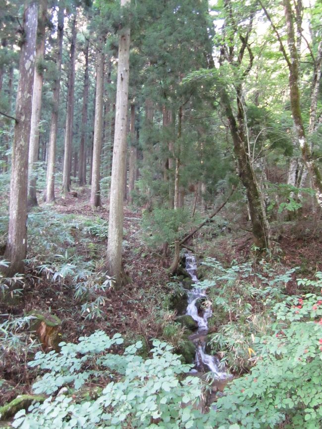 うっそうとした原生林の中を歩きます。<br /><br />やはり雨の影響でかなり歩きにくいですが立ちどまると半袖じゃ寒いくらいひんやりしてます。<br /><br />空気がしっとりしててマイナスイオン満喫です。