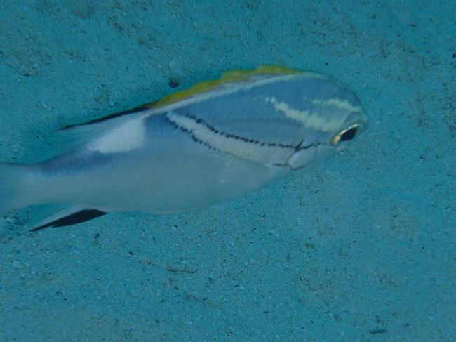 よそ見をしていると急に横切ってきた。