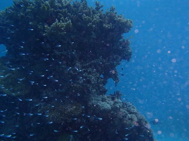 小さな魚たちの群れはやっぱりキレイ。