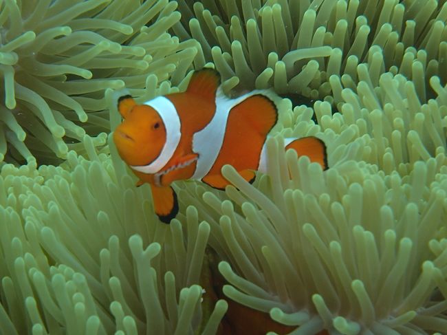 やっぱりカワイイ、カクレクマノミ♪