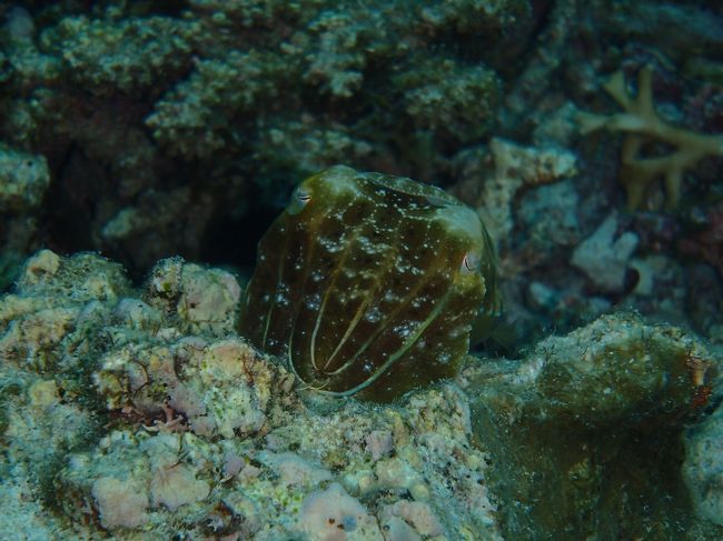 初コブシメ。<br /><br />ちっちゃい。こどもかな。