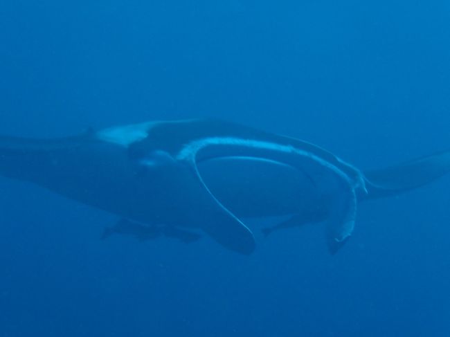 来た来た来た来た〜〜〜〜〜〜〜〜っ！！！<br /><br />マンタさん入りま〜す！！<br /><br />かなりでかい！！！５ｍサイズくらい！！！