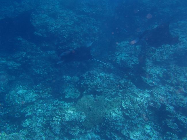 一日３本。<br /><br />もう鼻血からも卒業（！？）し、リラックスして潜れます。