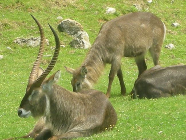 ウォーターバックです。