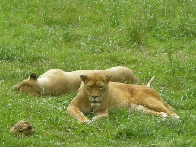 ライオンのエリアです。