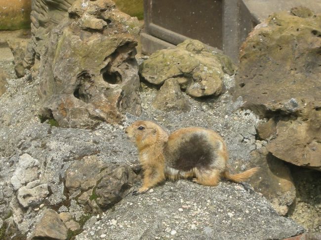 ここからは小動物へ。プレーリードッグです。