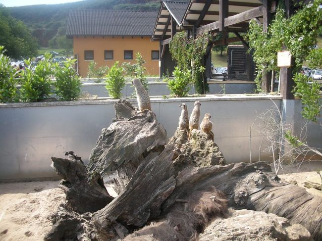 ミーアキャットの群れ。