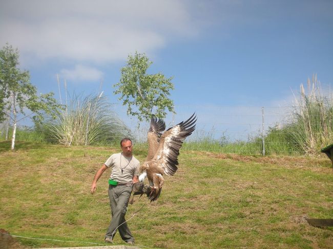 飼いならしてます。日本同様、ショーがあります。