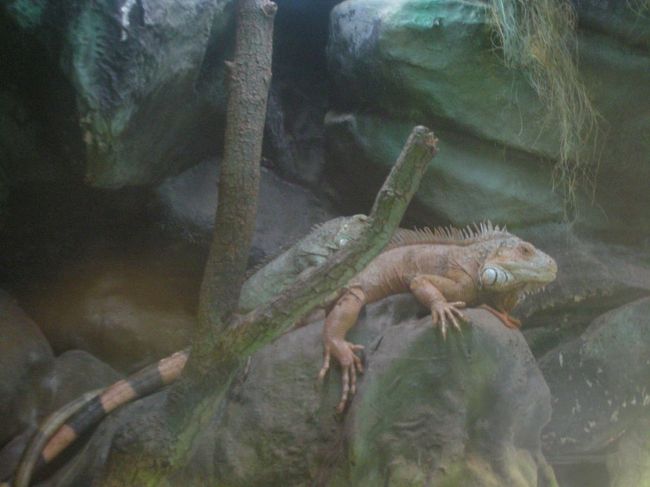 イグアナ。