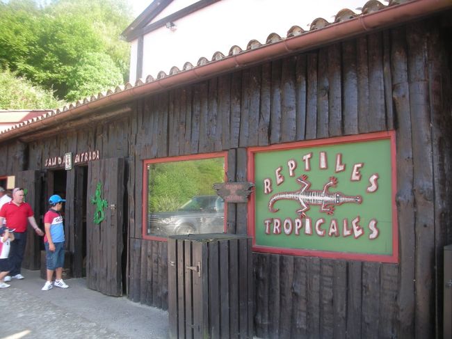 爬虫類も沢山。