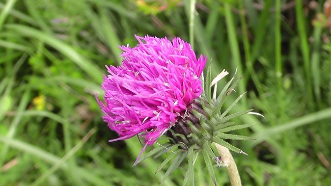 ここらで、小さな花々も。