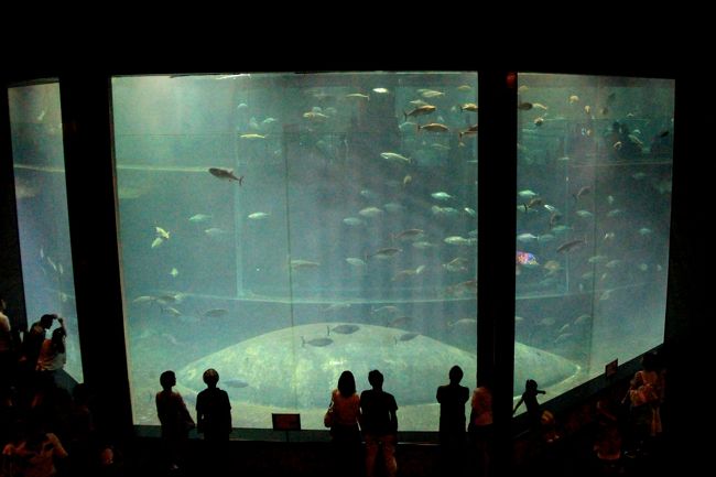 目の前をクロマグロが行ったり来たり こんな眺めはいかが 葛西臨海水族園 葛西 東京 の旅行記 ブログ By ニッキーさん フォートラベル