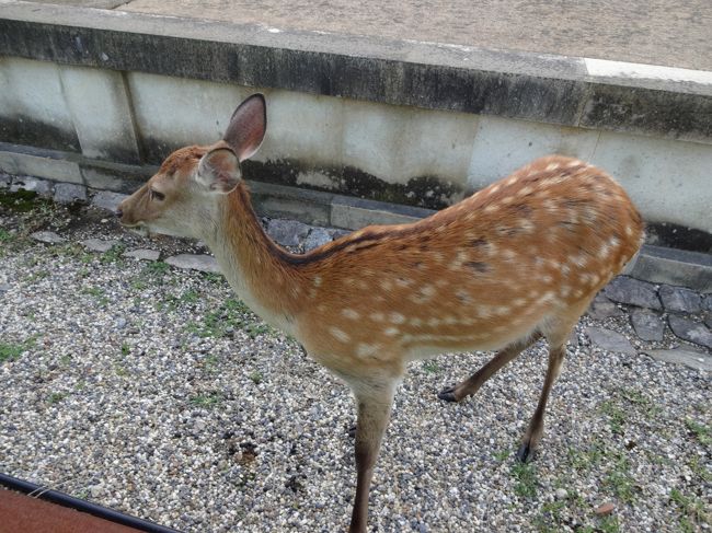興福寺の方にあがってくると、子鹿がお出迎え♪<br />かわいい(*^_^*)<br /><br />この後、おしっこしちゃいましたけどね(^_^;)