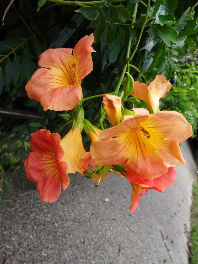 車で、奈良ファミリーに行くと、インストアイベントで「ふたり」という２人組（あたりまえか(^_^;)）が、歌っていました。<br />ゆずのような曲調で、上手でした。