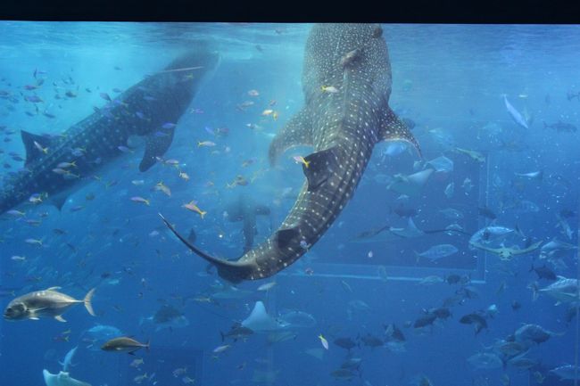 ジンベイザメのえずけを見られました。<br />ジンベイザメの立泳ぎです。