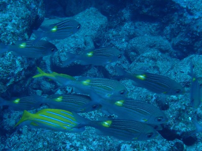 海の中の「黄色」ってすごく映える。