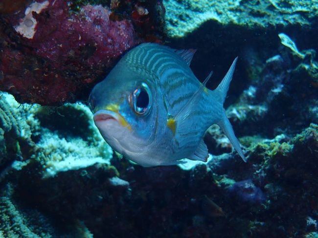 魚の正面ってすごく好き！！<br />ちょっと間抜けな表情が、かわいいいいい。