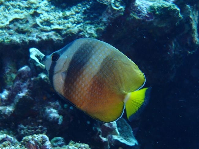 こいつは、チョウチョウウオ系かな？
