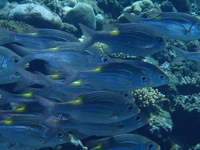 こちらを気にすることもなく、まっすぐ泳ぐみなさん。<br />