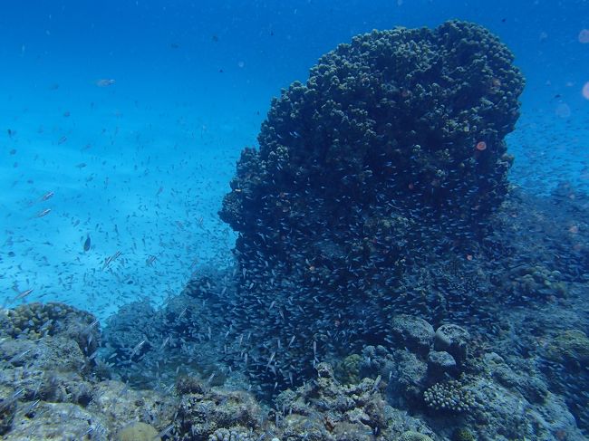 スカシさん大量です。