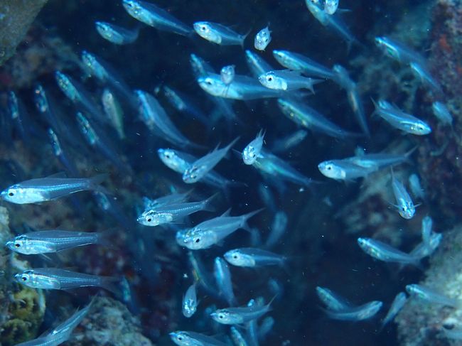 なんとか、スカシが撮影できた！！