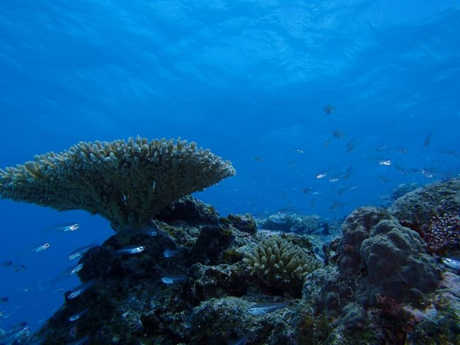 テーブルサンゴかな？<br />青ときれいにマッチング♪