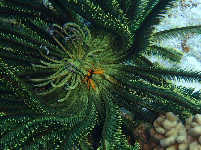 グリーンとオレンジ！！！<br /><br />でも、こいつの正体不明・・・・。