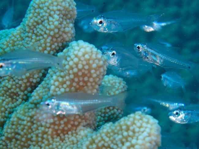 ダイビング３日目。<br /><br />スカシさんアップです。