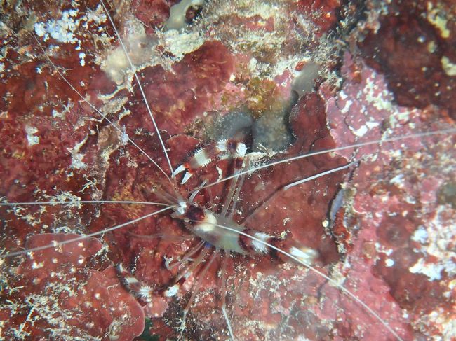 オトヒメえび？<br />