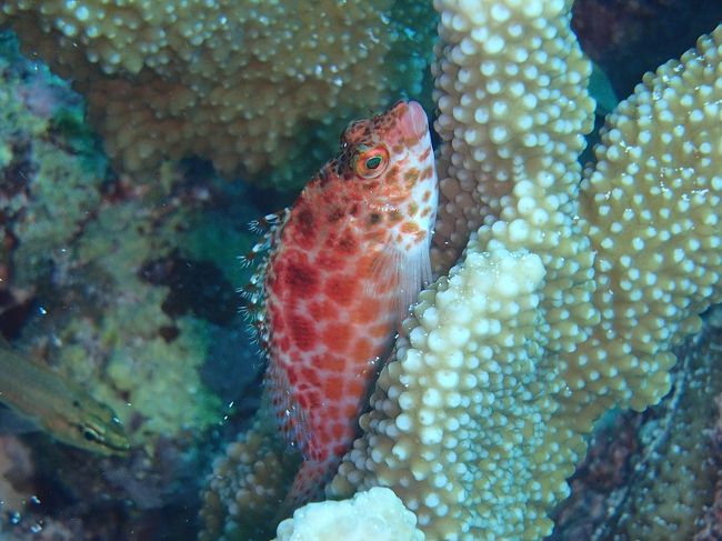 縦が好きな魚。<br />動きません。