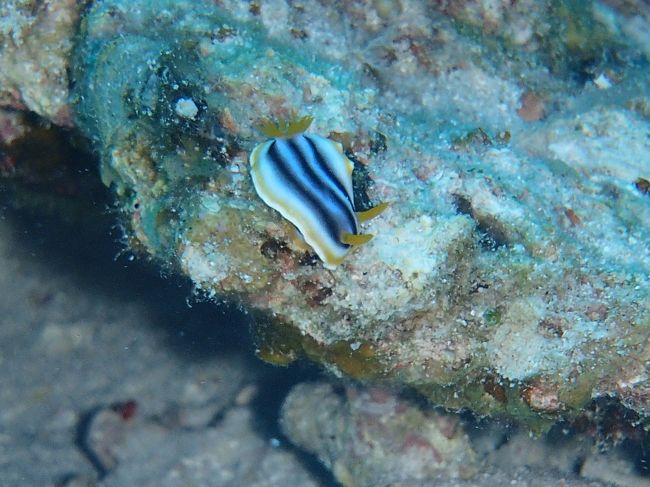 ウミウシ、今回は少なかったな。