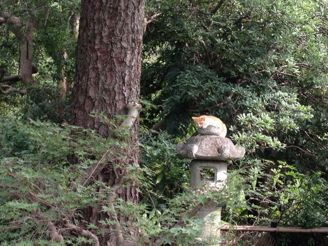 お堀近くのお庭で見かけたネコちゃん。<br />灯籠の上がベストポジションなの？！