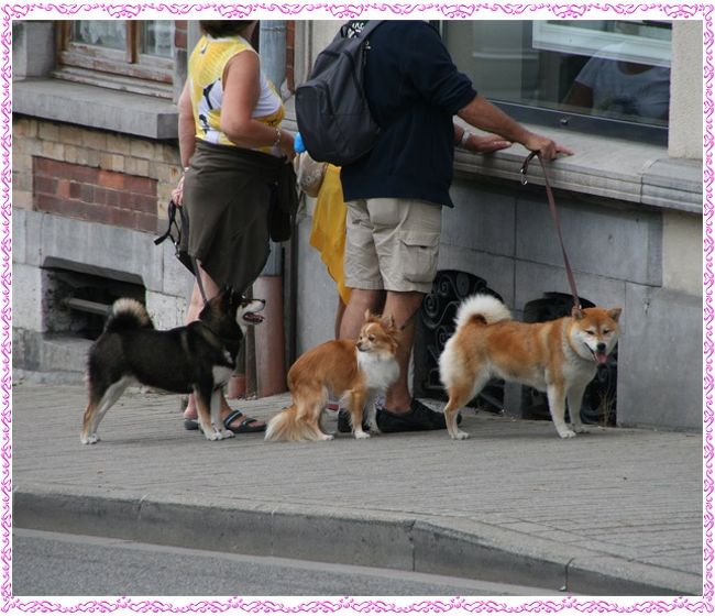 柴犬発見！しかも2匹も^^