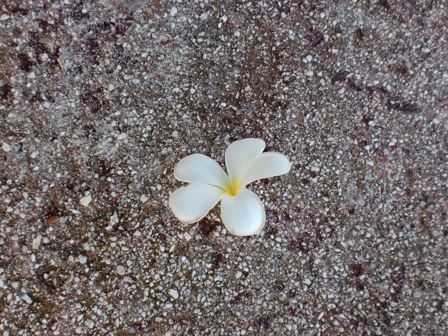 道に落ちていたプルメリアが…