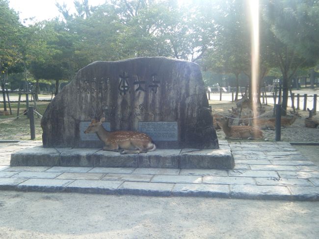 本当、いたる所に鹿！<br />食べ物をもらえると思って近付いてきます。<br /><br />動物にエサをあげるのが私の趣味の一つ、<br />ですが、なぜか鹿せんべいは買わなかったなあ。<br />