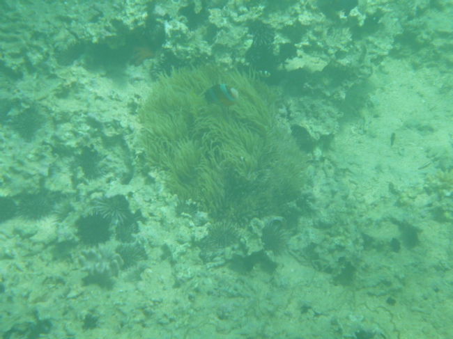 「あっ！カクレクマノミだあ。」