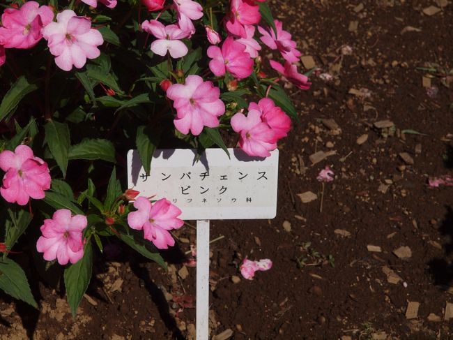 花の名前苦手でもこれなら安心