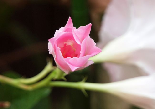 色、、自然の美しい色<br /><br />　人工では難しそうな色