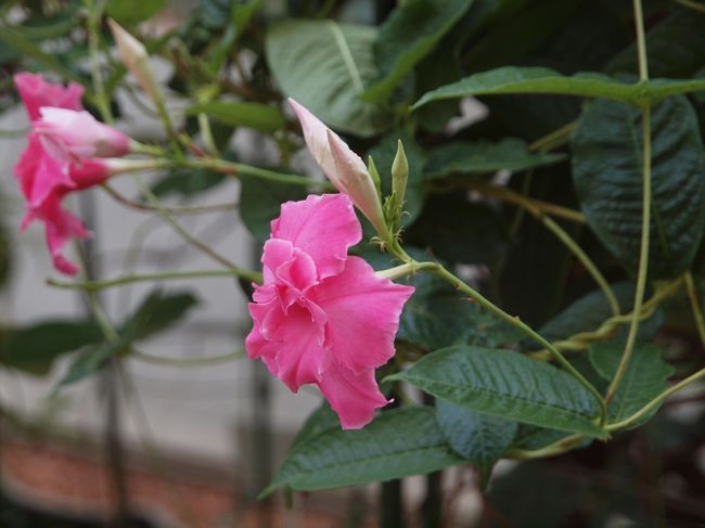 ソフトアイスクリーム食べて休憩