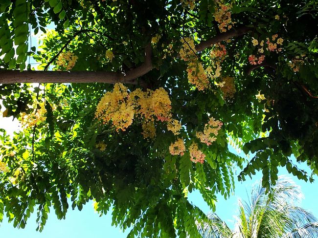 夏に行くと、この花がいっぱい咲いていますよね。