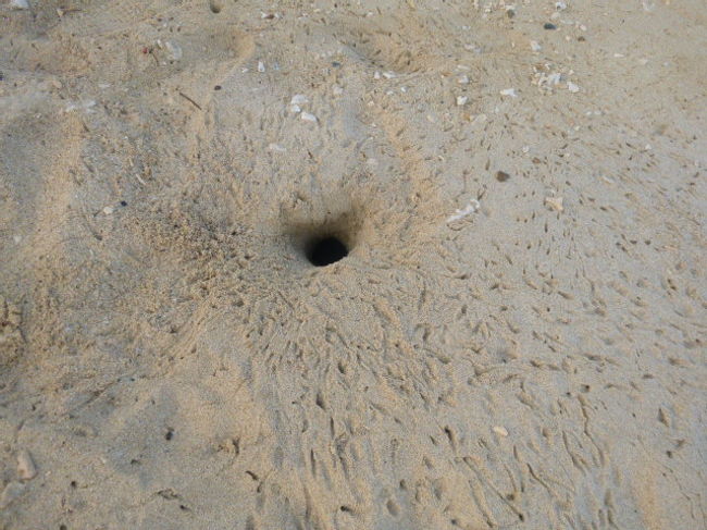 砂浜にカニの巣穴と足跡があちらこちらに。<br /><br />「カニの足跡、初めて見た。」