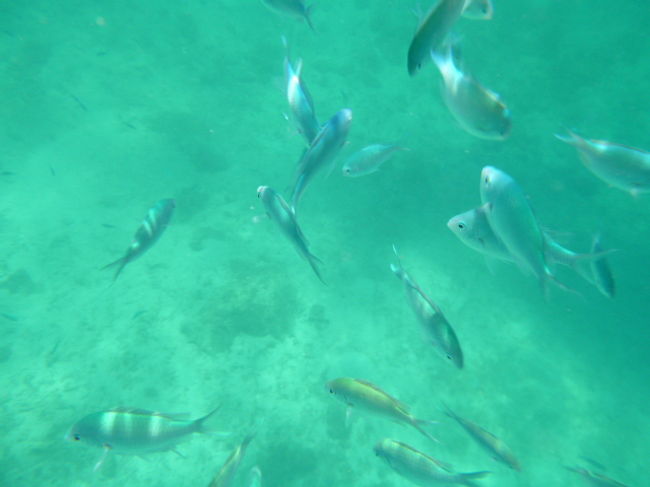 洞窟の周辺で、シュノーケリング。<br />ヒトデ、ウニ、ナマコ、魚を多数、見かけた。